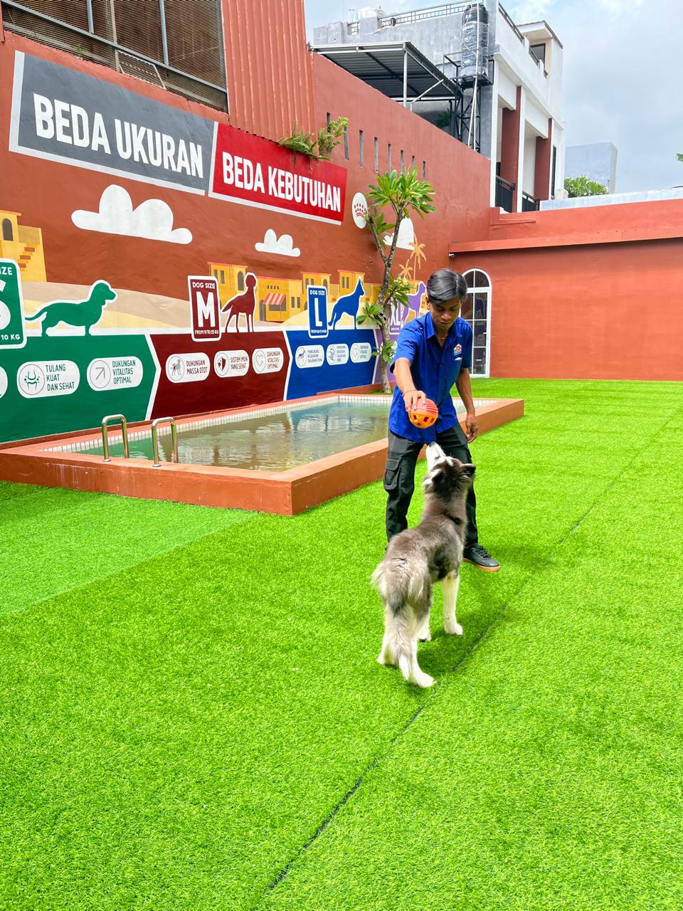 Dog Training Profesional